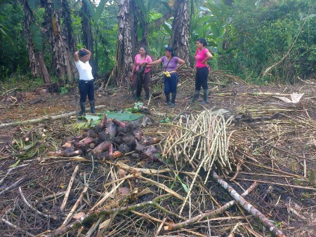 Comunidad indígena del Resguardo Indígena de Mandiyaco Mpio de Santa Rosa Cauca